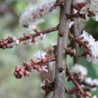 Symplocos coronata Thwaites